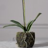 Τεχνητό Φυτό Ορχιδέα Phalaenopsis Real Touch Μαύρη με Βάση Moss
