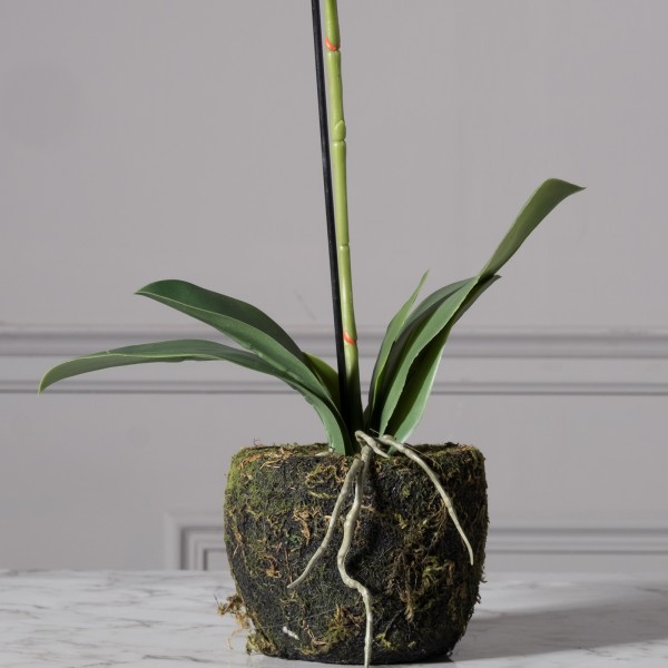 Τεχνητό Φυτό Ορχιδέα Phalaenopsis Real Touch Μαύρη με Βάση Moss