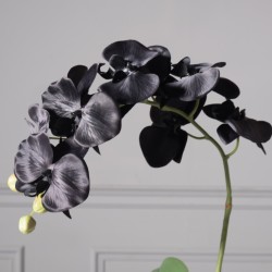Τεχνητό Φυτό Ορχιδέα Phalaenopsis Real Touch Μαύρη με Κασπώ Τεχνητό Φυτό Ορχιδέα Phalaenopsis Real Touch Μαύρη με Κασπώ