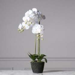 Τεχνητό Φυτό Ορχιδέα Phalaenopsis Real Touch Λευκή με Βάση Moss Τεχνητό Φυτό Ορχιδέα Phalaenopsis Real Touch Λευκή με Βάση Moss