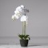 Τεχνητό Φυτό Ορχιδέα Phalaenopsis Real Touch Λευκή με Βάση Moss