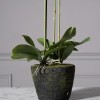Τεχνητό Φυτό Ορχιδέα Phalaenopsis Real Touch Μαύρη με Βάση Moss 