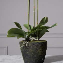 Τεχνητό Φυτό Ορχιδέα Phalaenopsis Real Touch Μαύρη με Βάση Moss Τεχνητό Φυτό Ορχιδέα Phalaenopsis Real Touch Μαύρη με Βάση Moss