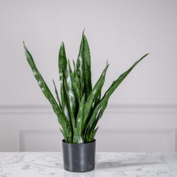 ΤΕΧΝΗΤΟ ΦΥΤΟ ΣΑΝΣΕΒΙΕΡΙΑ ROBUSTA ΠΡΑΣΙΝΟ 70 ΕΚ. ΤΕΧΝΗΤΟ ΦΥΤΟ ΣΑΝΣΕΒΙΕΡΙΑ ROBUSTA ΠΡΑΣΙΝΟ 70 ΕΚ.