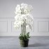Τεχνητό Φυτό Ορχιδέα Phalaenopsis Real Touch Λευκή με Βάση Moss