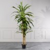  Τεχνητό Δέντρο Δράκαινα "Giant" Πράσινο