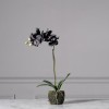 Τεχνητό Φυτό Ορχιδέα Phalaenopsis Real Touch Μαύρη με Βάση Moss