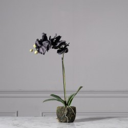 Τεχνητό Φυτό Ορχιδέα Phalaenopsis Real Touch Μαύρη με Βάση Moss