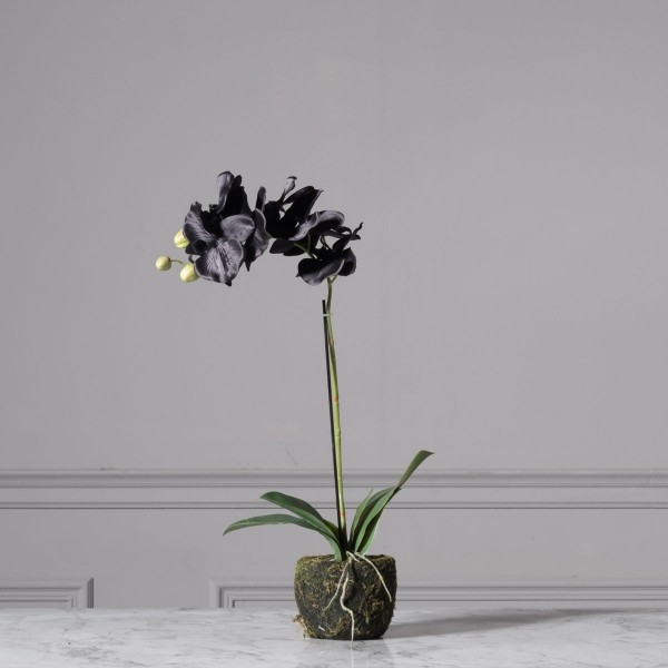 Τεχνητό Φυτό Ορχιδέα Phalaenopsis Real Touch Μαύρη με Βάση Moss